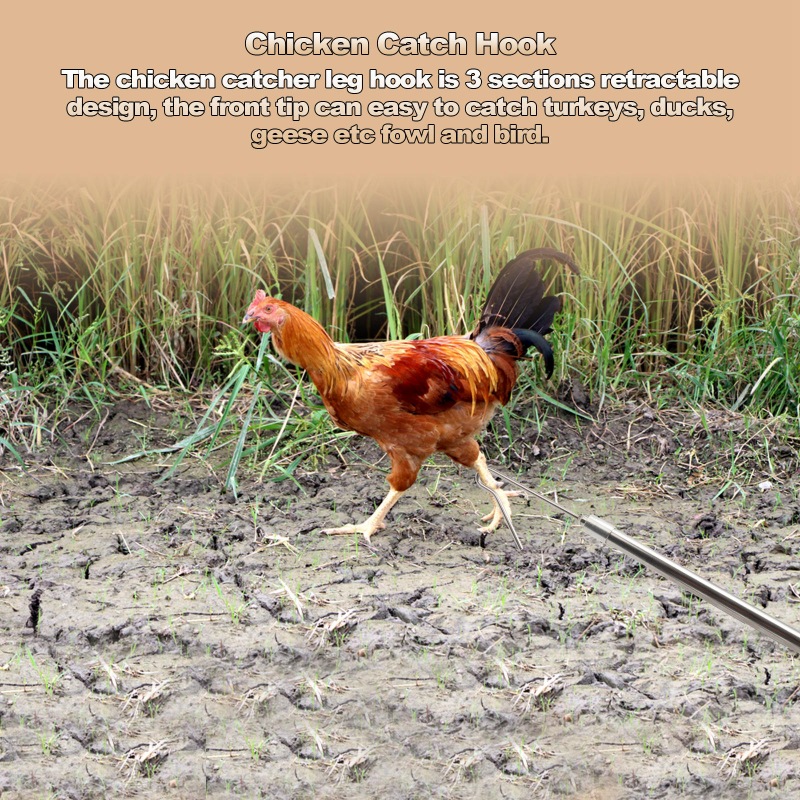 Chicken Leg Hook with LED Light